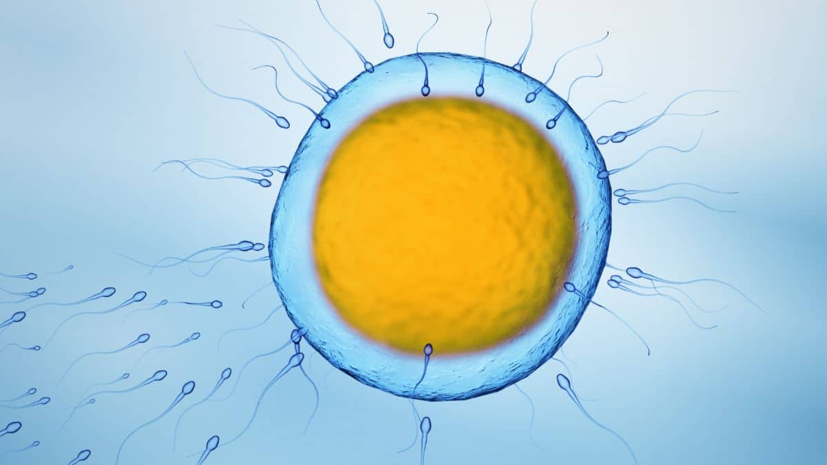 how to improve egg quality for pregnancy blog featured image of a female egg cell.